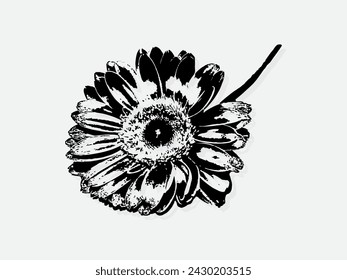 Ilustración vectorial de grabado de flores. Imitación de estilo de tabla de rascar. Imagen dibujada a mano en blanco y negro. ilustraciones para póster, fondo o tarjeta.