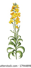 Flower Erysimum cheiri, green plant with curled leaves and yellow four-leafed flowers, against a white background without shadow