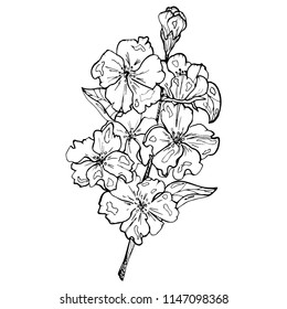 flower etching style vector eps10