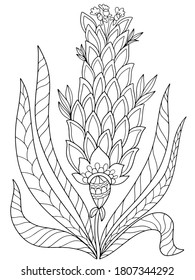  flower fairy plant coloring isolate on white background illustration for book black and white image with herbal elements anti stress vector graphics print for textile stroke doodle sketch abstract