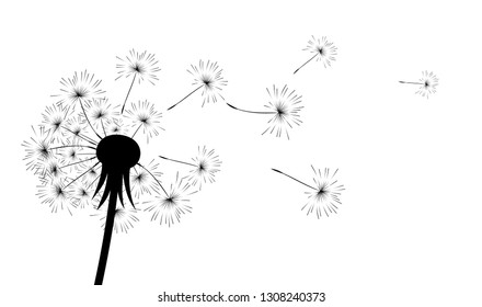 Flower of field dandelion