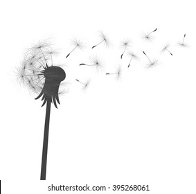 Flower of field dandelion.