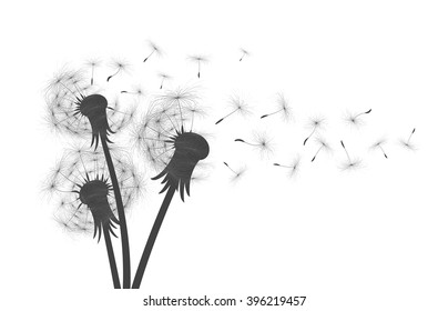 Flower of field dandelion. 
