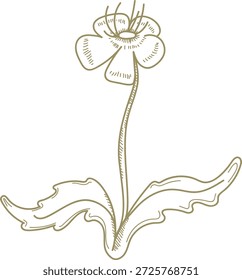 Blüte mit fünf Blütenblättern, langem Stiel und gewelltem Blatt mit Skizzenschraffur. Symbol für Wachstum, Natur, Reinheit und ruhige botanische Eleganz. Cartoon, Vektorgrafik.