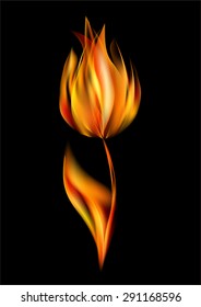 flower of flames closed tulip petals