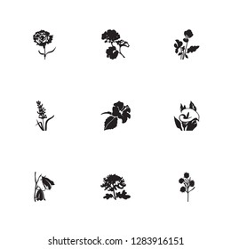 Flower; floral; plant icon set and siren flower with hibiscus, viola and geranium. Aloha related flower; floral; plant icon vector for web UI logo design.