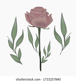 flower foliage realistic vector botanical illustrations set. graphic elements for wedding design, posters, postcards.