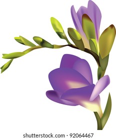 Flower Freesia vector illustration