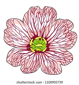 the is flower Geranium cinereum  vector illustration