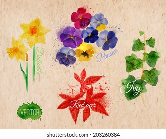 Flower grass set drawn watercolor blots and stains with a spray daffodils, pansies, ivy, red acer on kraft paper