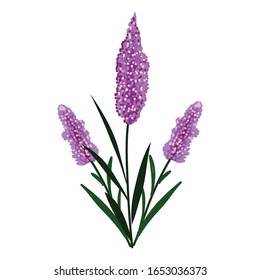 Flower grass vector design, beautiful purple flower grass art illustration