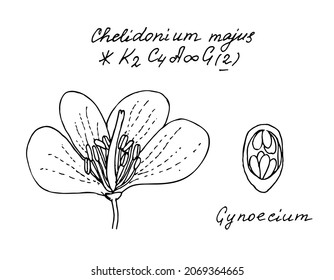 Flower of greater celandine Chelidonium majus with latin name and gynoecium. Hand drawing black realistic outline vector botanical illustration.