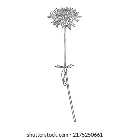 flower of greater knapweed, Centaurea scabiosa, vector drawing wild plant isolated at white background , hand drawn botanical illustration