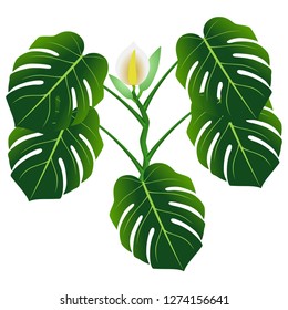 Flower and green leaves of monstera or split-leaf philodendron (Monstera deliciosa).