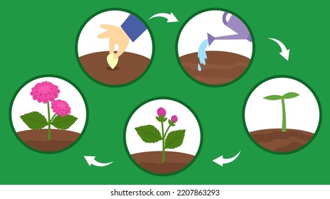 Blumenwachstumsdiagramm von Samen