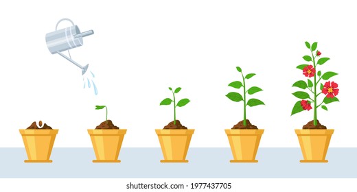 Flower growth process. Seedling, watering and gardening flowers phases. Stage of sprout growing into blossom plant in pot vector infographic. Floral cycle, plant growth and development