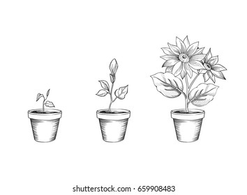 Flower growth set. Floral pot. Plant bloom stages. Sketch sign collection