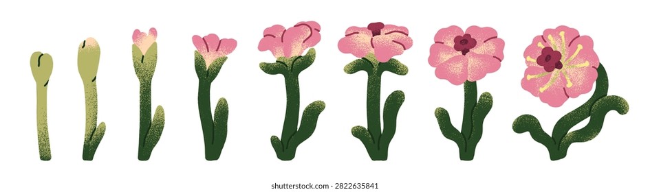 Flower growth stages from