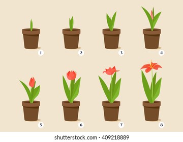 Flower Growth Stages. Vector Set