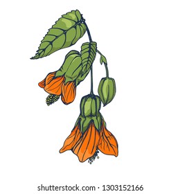 flower hand drawing, illustration isolated on white background vector