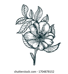 flower hand drawing isolated on white background vector