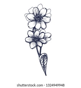 flower, hand drawing, vector illustration isolated on white background