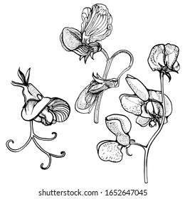 ilustración vectorial de la mano de la flor aislada en fondo blanco, conjunto de flores de guisantes dulces