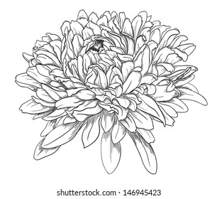 Flower hand drawn aster