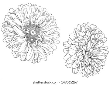 Flower hand drawn aster