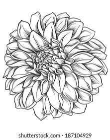 Flower hand drawn aster