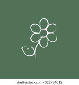 Flower hand drawn in chalk on a blackboard vector white icon isolated on a green background.