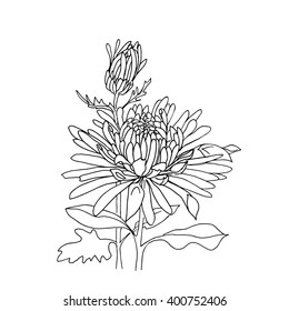 Flower hand drawn chrysanthemum isolated on white. Vector. Hand drawn artwork. Love concept for wedding invitations, cards, tickets, congratulations, branding, boutique logo, label