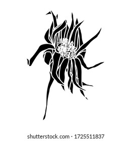 Ilustración plana dibujada a mano de flores. Elementos de diseño botánico. Dibujo vectorial de imágenes prediseñadas.
