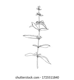 Flower hand drawn flat illustration. Botanical design elements. Vector sketch clip art.