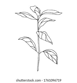 Flower hand drawn flat illustration. Botanical design elements. Vector sketch clip art.