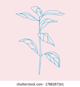 Blumenhandgezeichnete flache Illustration. Botanische Design-Elemente. Vektorgrafik-Clipart.
