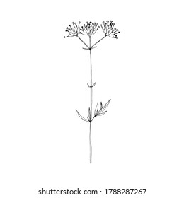 Blumenhandgezeichnete flache Illustration. Botanische Design-Elemente. Vektorgrafik-Clipart.
