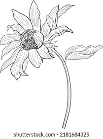 Flower hand drawn line art vector illustration isolated on white 