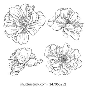 Flower hand drawn poppies