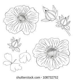 flower hand drawn set