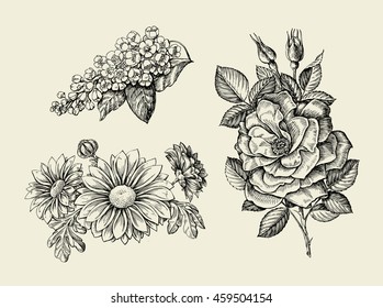 Flower. Hand drawn sketch dogrose, rosehip, wild rose, bird cherry, chrysanthemum. Vector illustration