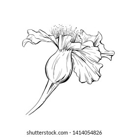 Flower hand drawn vector illustration. Floral ink pen outline sketch. Black and white clipart. Realistic blossom freehand drawing. Isolated monochrome floral design element