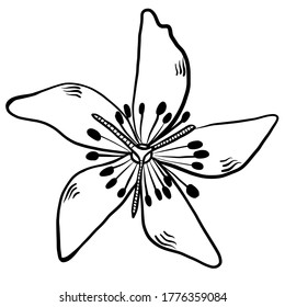 Flower hand drawn vector illustration isolated on white background 