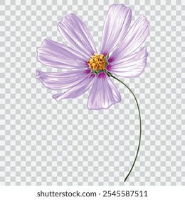 Cosmos​ desenhado à mão da flor ilustrações vetoriais. Elemento de desenho floral botânico.
