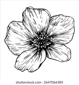 Una flor dibujada a mano Vector blanco negro