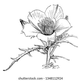 Flower have five petal, petal is thing and bright. Two or more flower growing on each stem, vintage line drawing or engraving illustration.