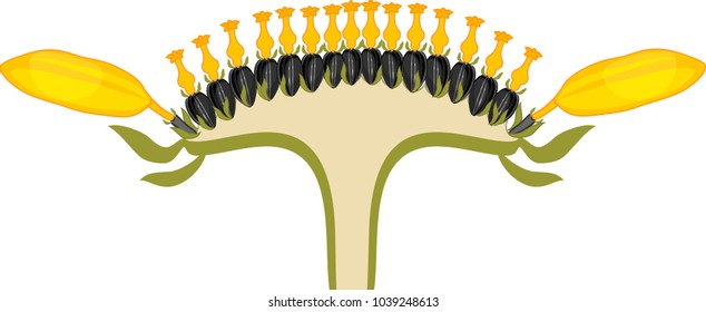 Flower Head Or Pseudanthium In Cross Section. Structure Of Sunflower Inflorescence