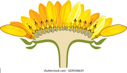 Flower Head Or Pseudanthium In Cross Section. Structure Of Sunflower Inflorescence
