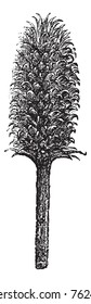 Flor y cabeza de una cuchara Fuller o flor y cabeza de grabado vintage Dipsacus fullonum. Ilustración antigua grabada de dipsacus fullonum.