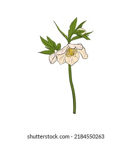 flower of hellebore, Helleborus, vector drawing wild plant isolated at white background , hand drawn botanical illustration